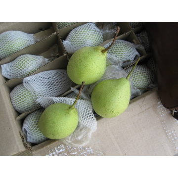 Fresh Shandong pear wholesale / Chine fresh Ya Pear pour l&#39;exportation